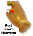Rust Brown Flatworm