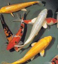 Japanese Koi