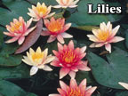 Lilies