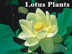 Lotus Plants