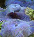 Blue Stripe Mushroom Coral