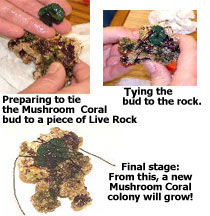 Attaching a Mushroom Coral bud to a piece of Live Rock