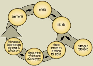 Nitrogen Cycle