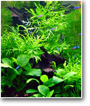 Freshwater Planted Aquarium