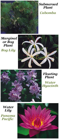 Pond Plant Examples