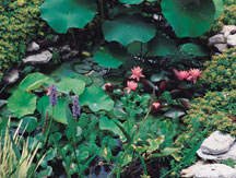 Pond plants