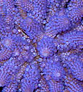 Purple Acropora SPS Coral