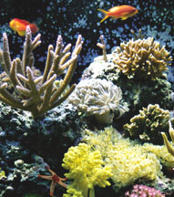 Reef Aquarium