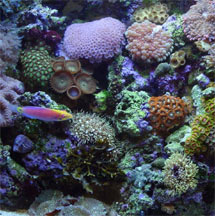 Marine Reef Aquarium