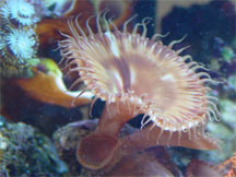 Marine Reef Aquarium