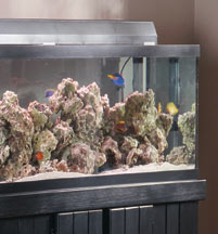 FOWLR Aquarium