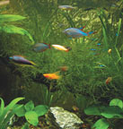 Freshwater Live Plant Aquarium