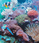 Marine Reef Aquarium