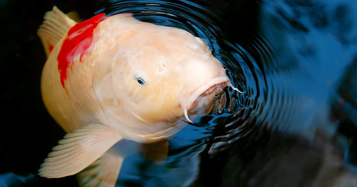 How Big Will Your Koi Fish Grow?