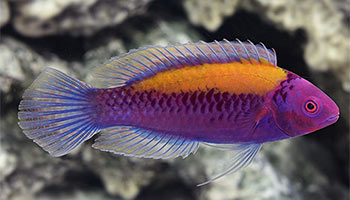 Reef-Safe Wrasses