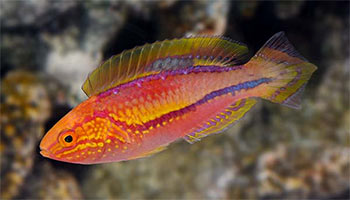 Reef-Safe Wrasses