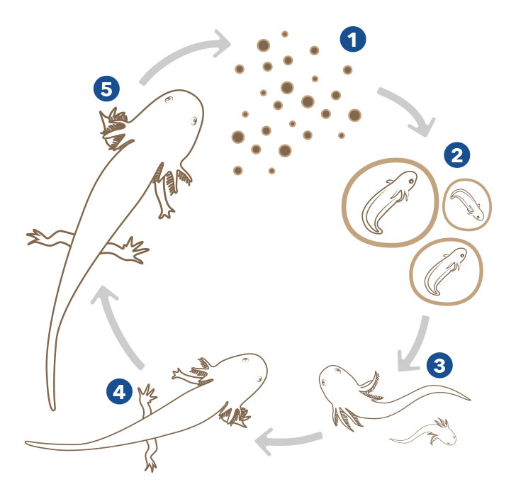 Axolotl Lifecycle
