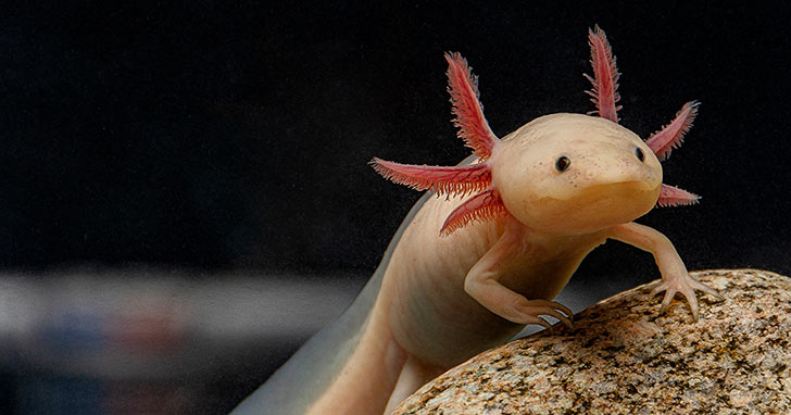 Axolotl Care Guide