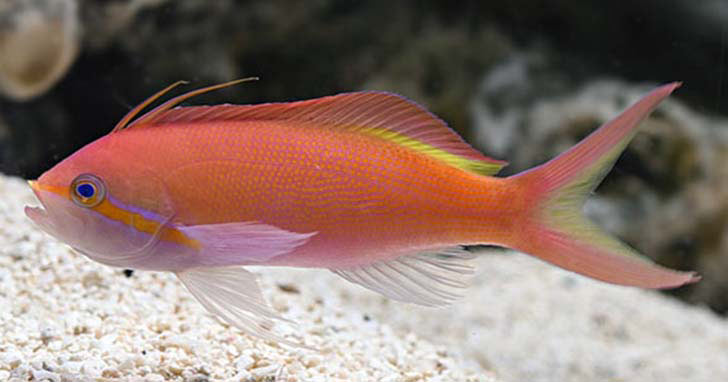 The Ray-Finned Anthias Fish : Saltwater Marine Aquarium Fish