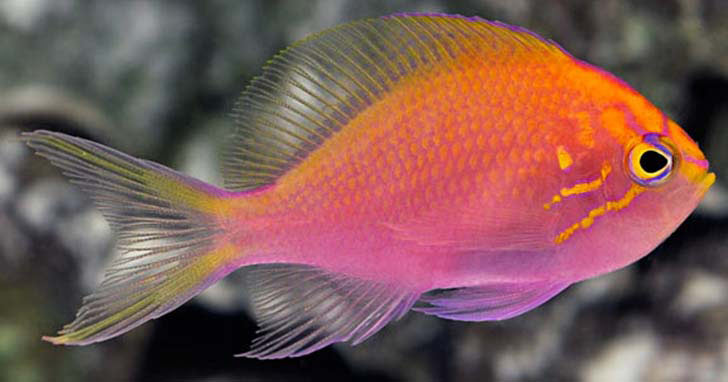 Fathead Sunburst Anthias