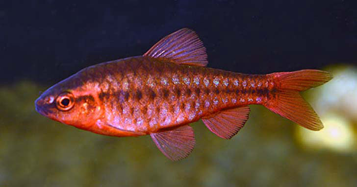 Cherry Barb