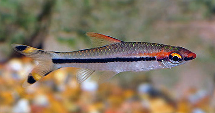 Denison Barb