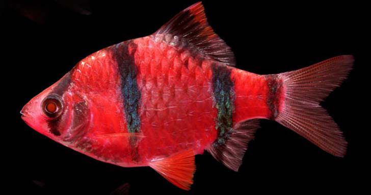 GloFish®, Starfire Red® Barb