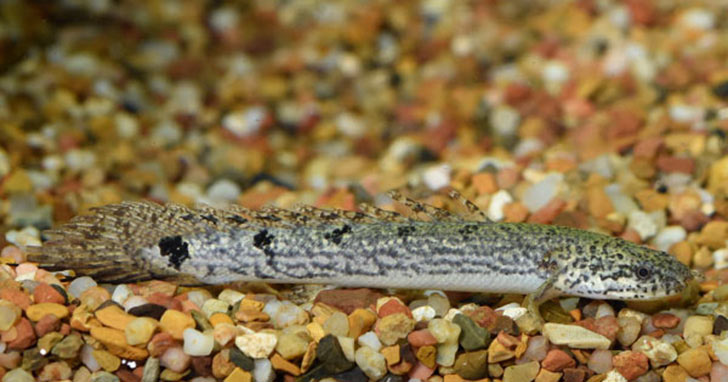 Delhezi Bichir