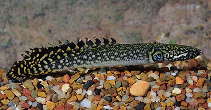 Ornate Bichir