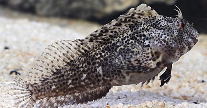 Molly Miller Blenny