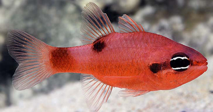 Flame Cardinalfish