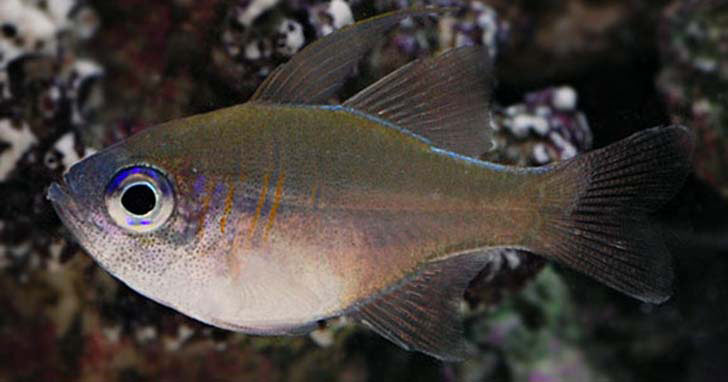 Longspine Cardinalfish