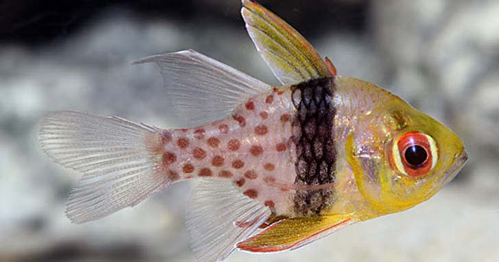 Cardinalfish