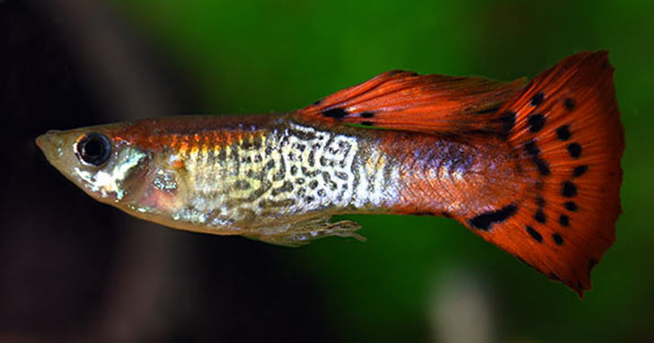 Freshwater Aquarium Fish Species Profile: Fancy Guppies