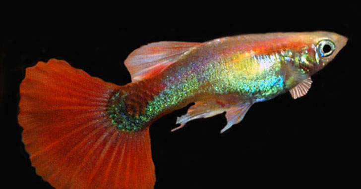 Red Fire Guppy, Male