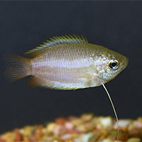 Gouramis