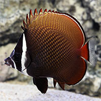 Butterflyfish