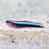 Gobies