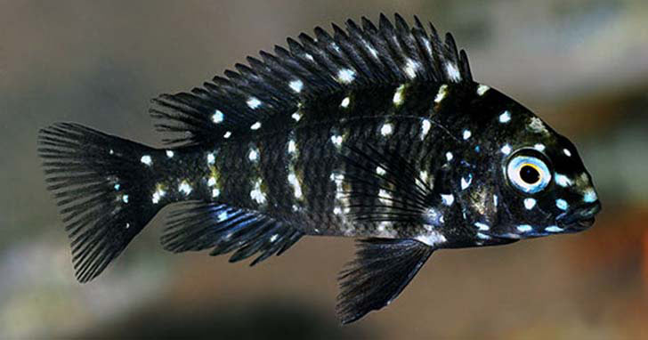 Freshwater