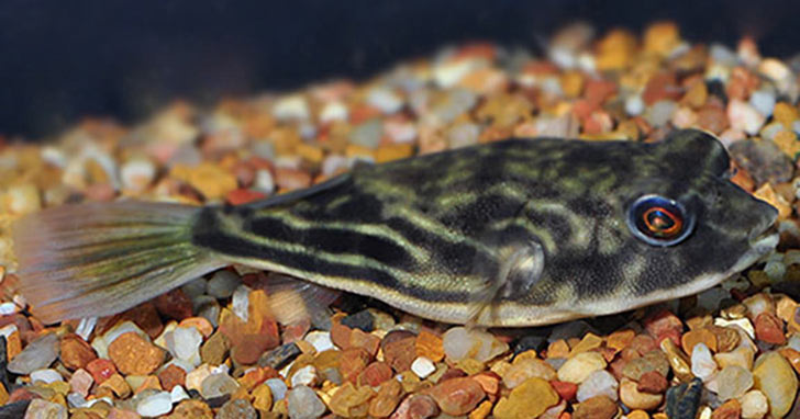 Freshwater