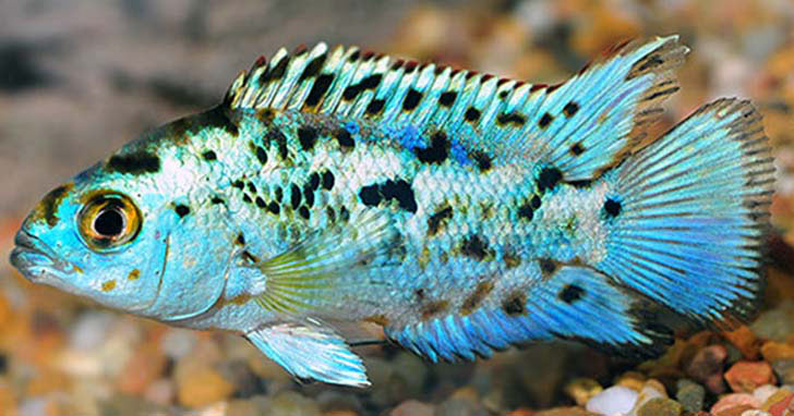 Freshwater