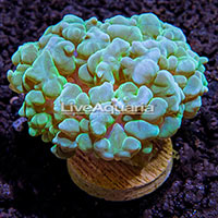 Diver's Den® SPS Corals
