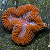 Diver's Den® LPS Corals