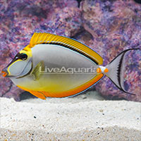 Diver's Den Marine Fish