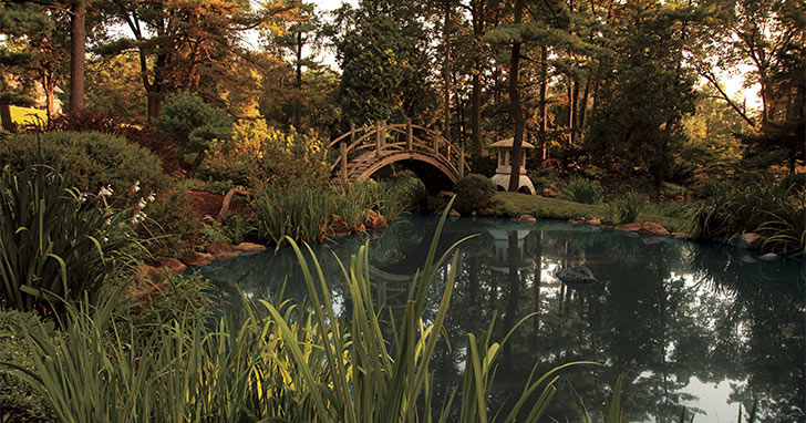 Koi pond with plants