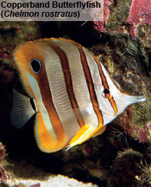Aiptasia Control Options: Copperband Butterflyfish (Chelmon rostratus)