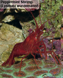 Aiptasia Control Options: Peppermint Shrimp (Lysmata wurdemanni)