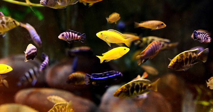 A Closer Look at a Mixed African Cichlid Aquarium