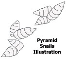 Pyramid Snails