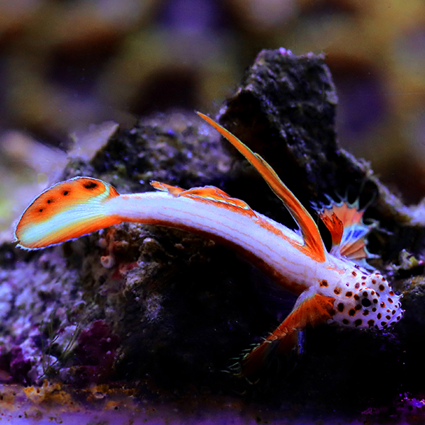 Flaming Prawn Goby